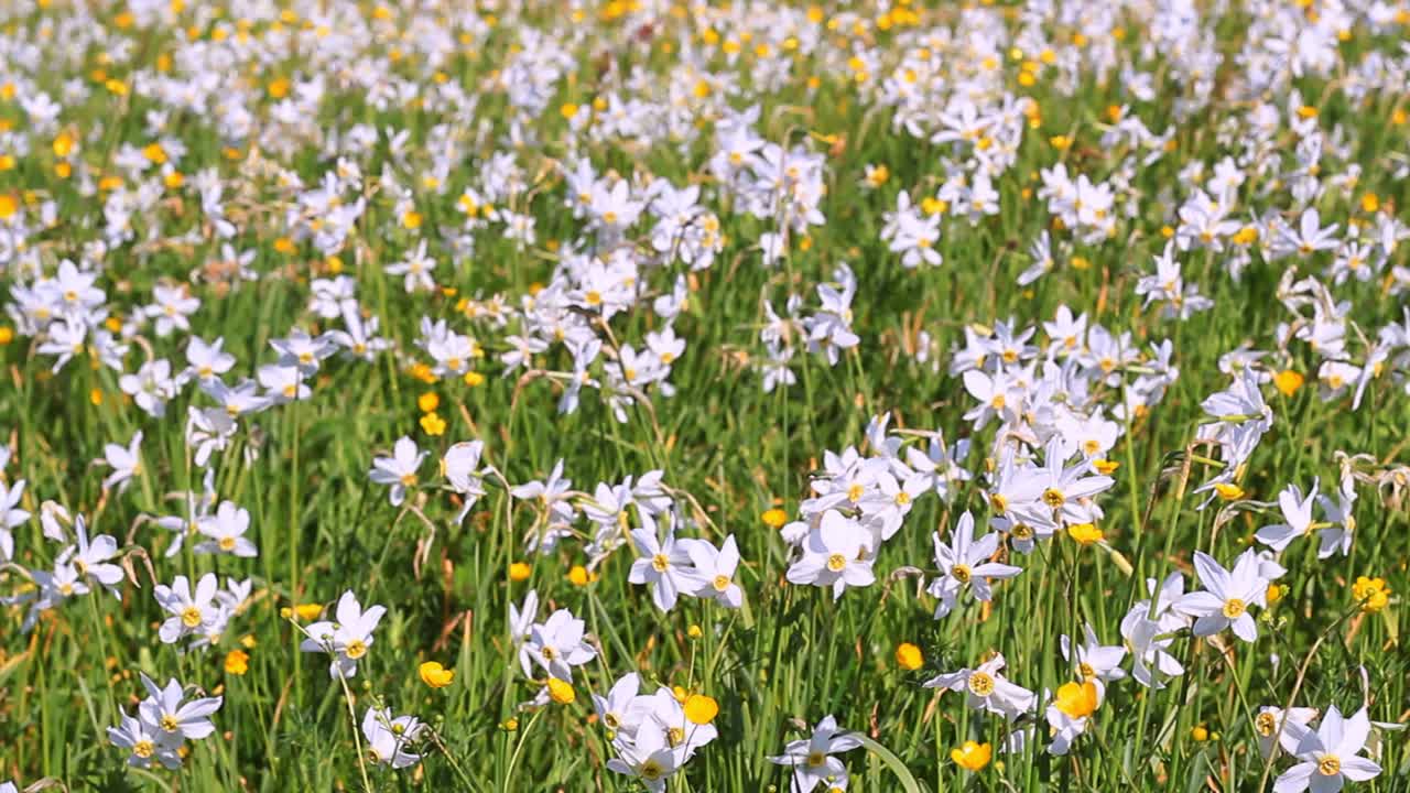 Campo di narcisi e ranuncoli in fiore. Bellissimo paesaggio floreale.