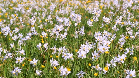 Feld-Blühender-Narzissen-Und-Butterblumen.-Wunderschöne-Blumenlandschaft