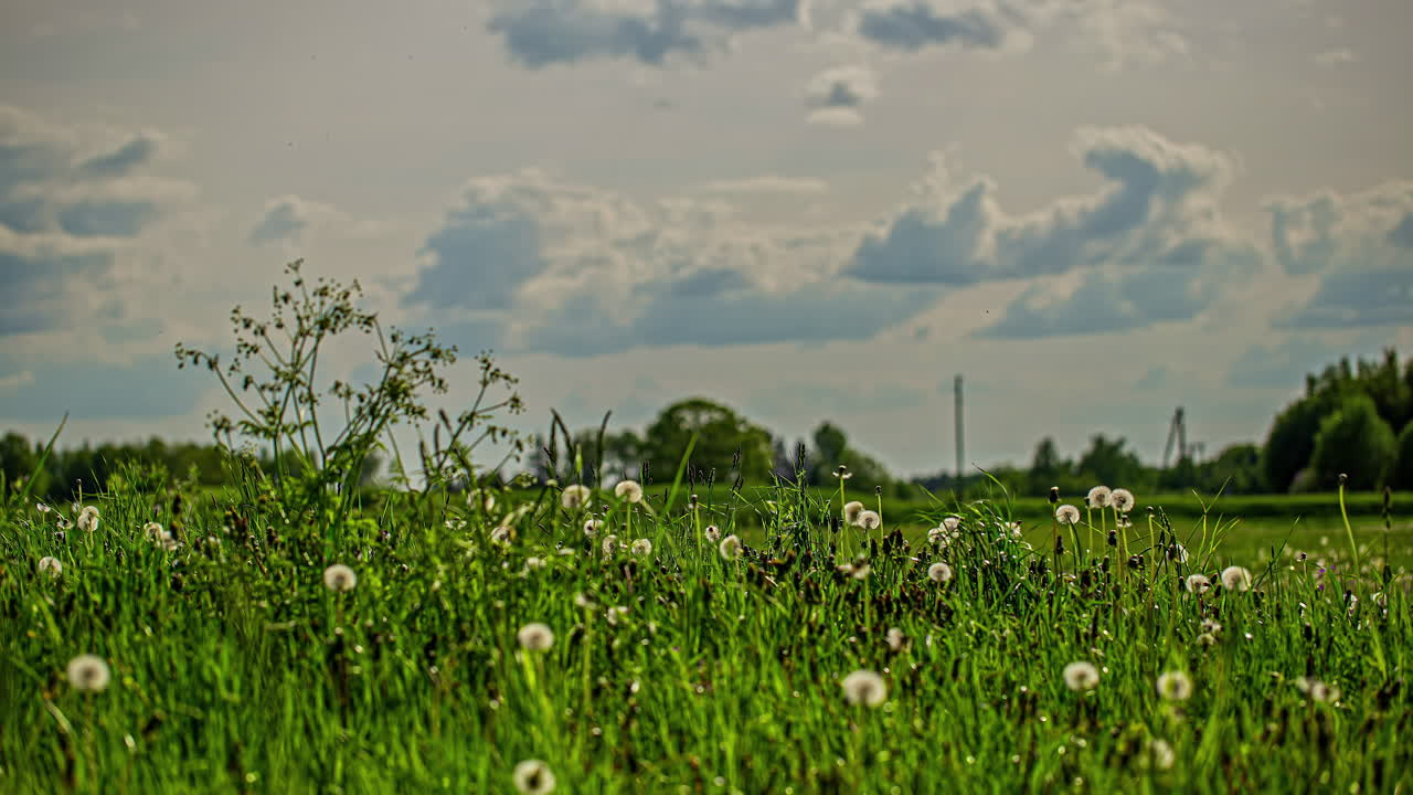 흐린 하늘 아래 민들레 꽃밭