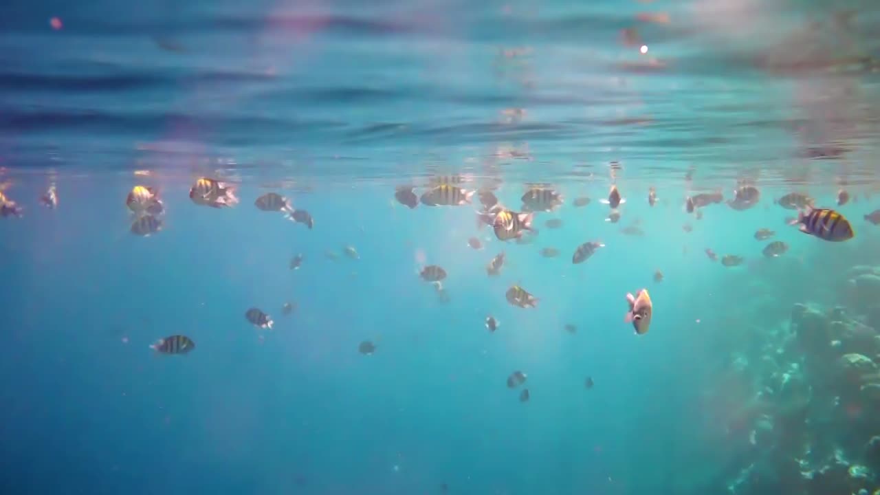 열대 산호초. 몰디브의 산호초.