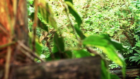 View-onto-a-tropical-river-from-a-suspension-bridge