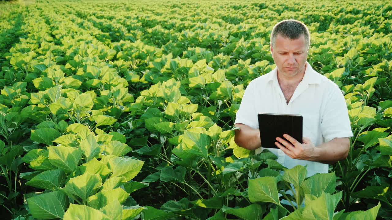 el granjero canoso trabaja en el campo por la noche antes del atardecer y usa una tableta