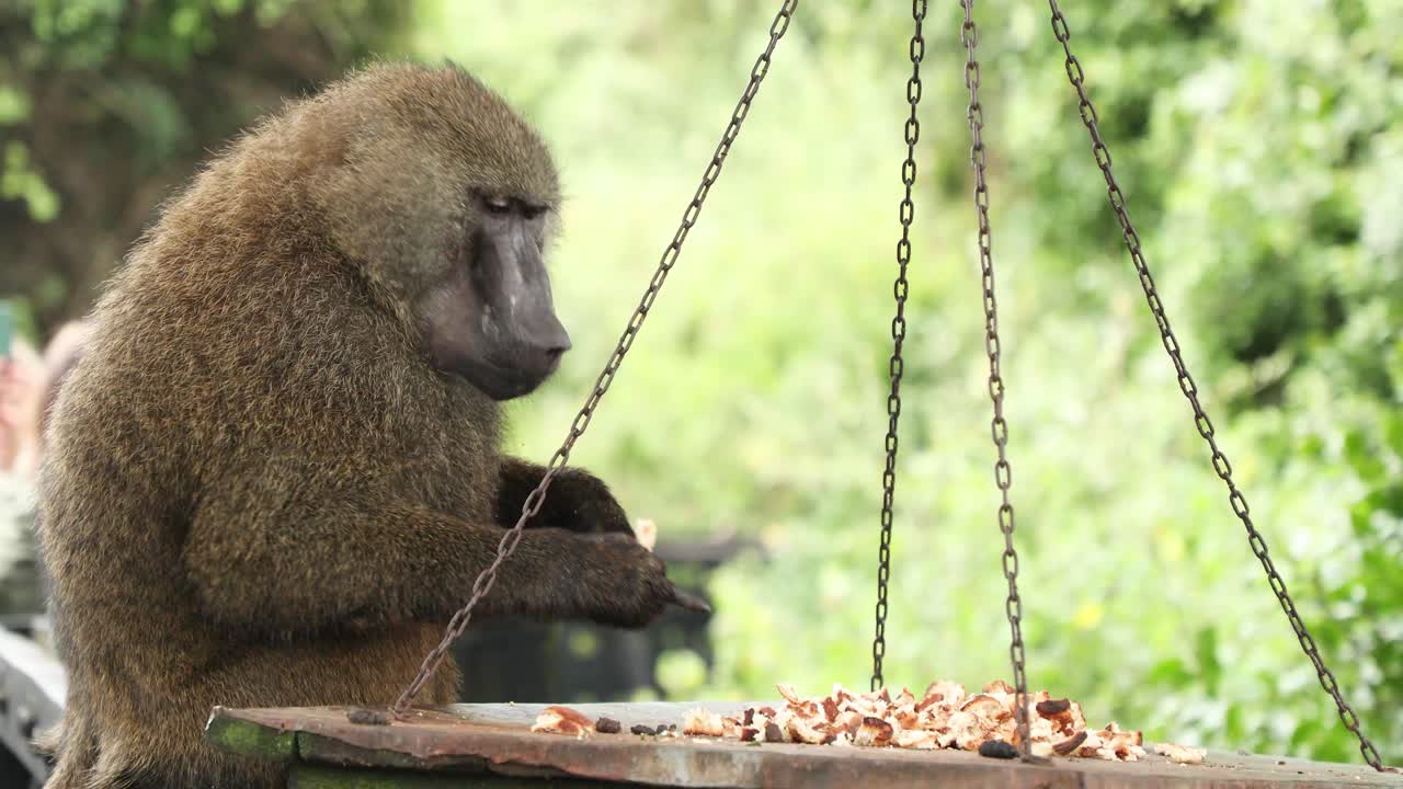 ⁇ 주린 올리브 바비온 이 동아프리카 의 케냐 의 아베르데어 국립 공원 에서 먹고 있다