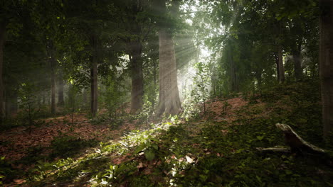 Mystical-wood-in-the-foggy-morning