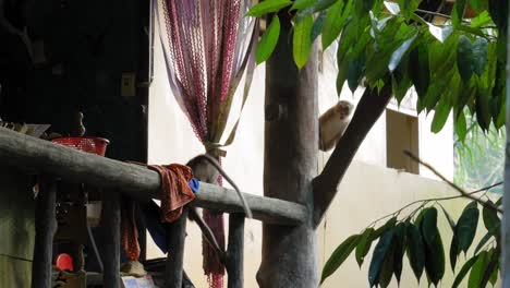 monos macacos grises salvajes jugando y buscando comida en la basura en un porche en una zona residencial