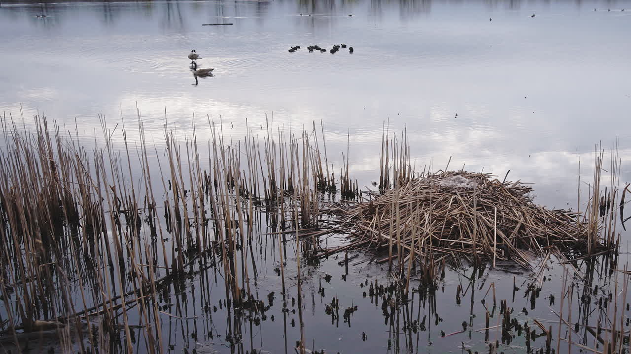 slow motion shot of empty goose nest with geese floating in backgorund