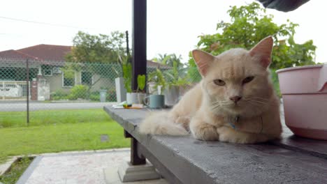 A-yellow-domestic-cat-sits-calmly-on-a-wooden-pavilion-or-hut,-against-the-backdrop-of-lush-tropical-nature-and-houses