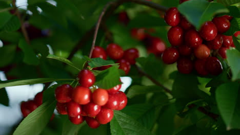 rama de cerezo maduro en el árbol de la granja. concepto de comer bayas de vitaminas rurales crudas.