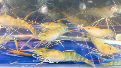 prawns swimming in a tank at market