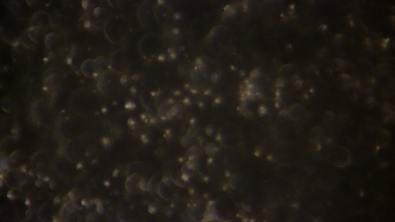 暖色系の光に照らされた顕微鏡下の精子細胞