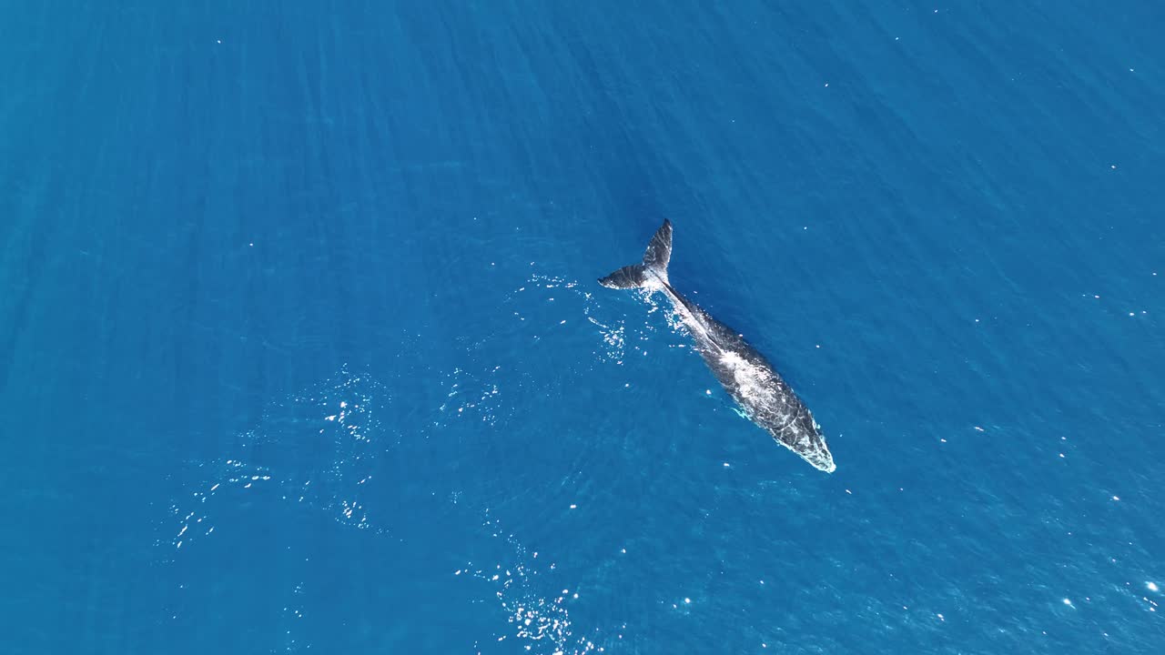 Overhead View Of Humpback Whale Calf Swimming In The Surface Of Blue Sea In Moorea, French Polynesia