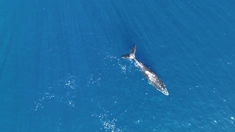 overhead view of humpback whale calf swimming in the surface of blue sea in moorea, french polynesia