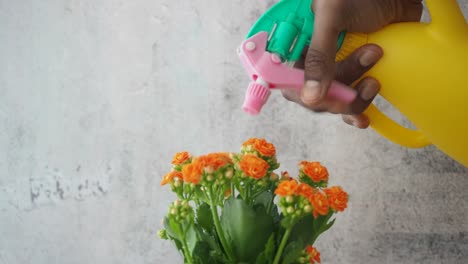 watering orange flowers