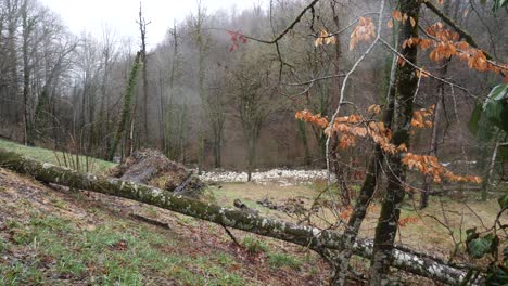 foggy, autumnal forest with poultry