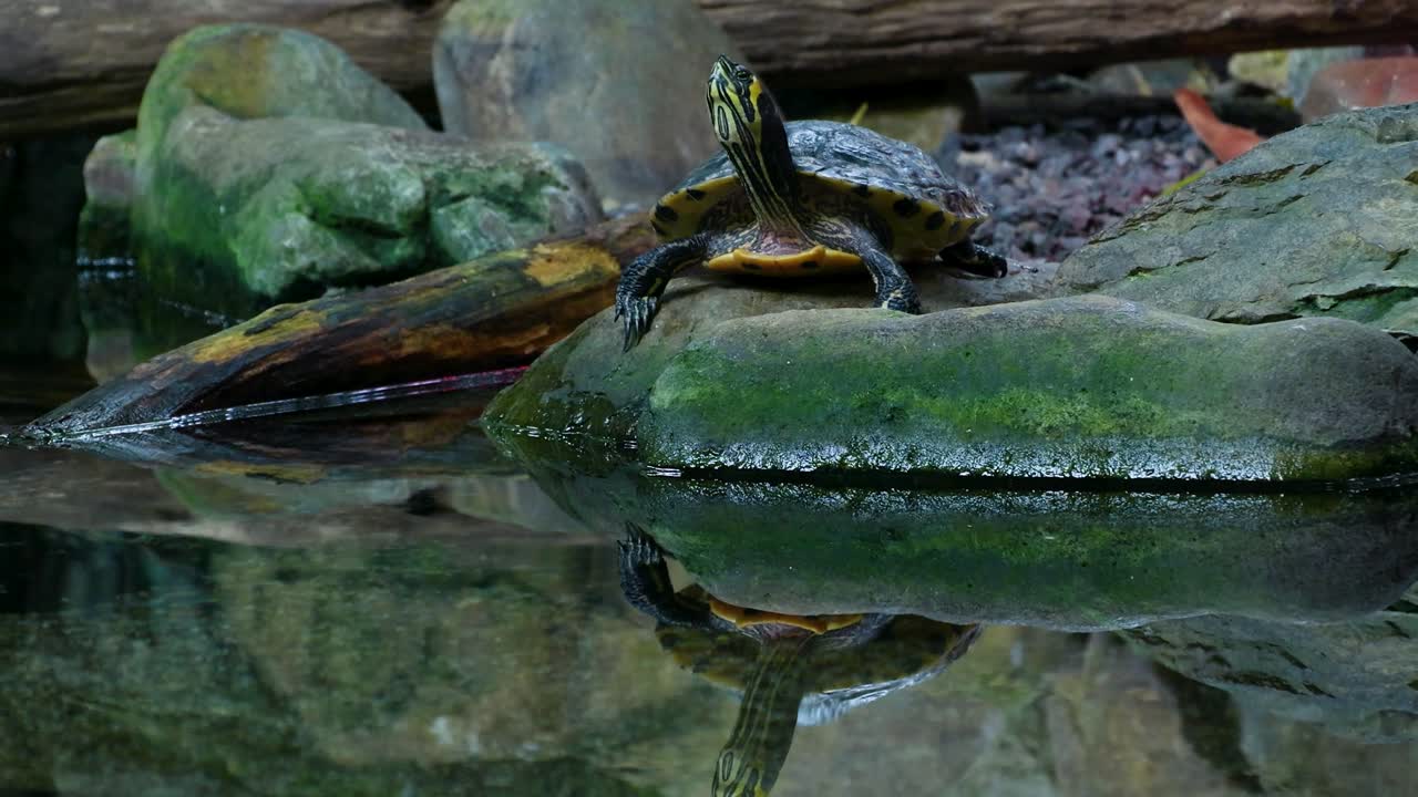 Turtle in a pond