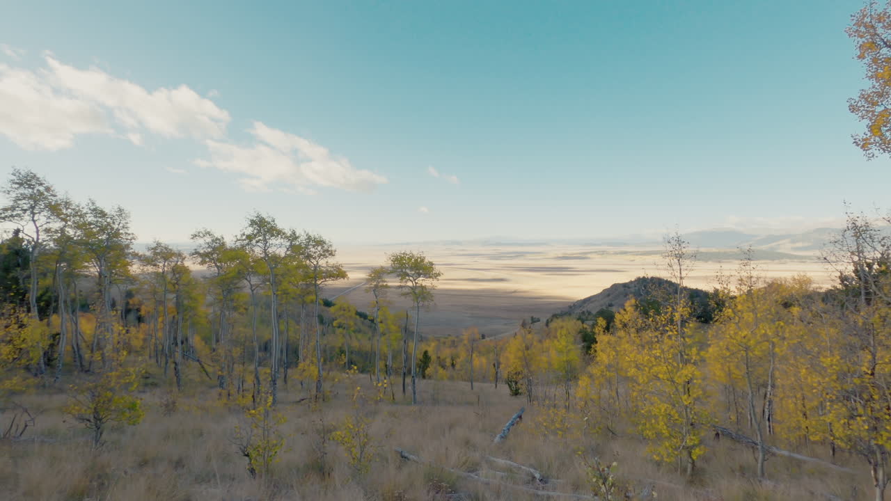 árboles de álamo temblón que cambian de color en el otoño