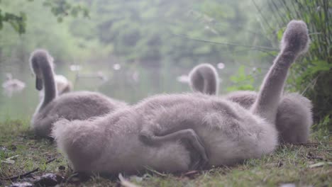 four grey cygnets cleaning themselves before heading into pond water