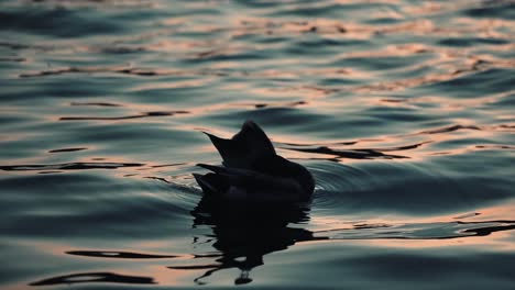 duck preening feathers while floating on the calm lake of nations in quebec, canada during sunset