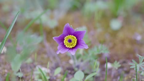 close up of a little purple flower in an european garden during spring