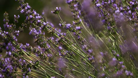 Close-up-shot-of-bee-pollinating-on-fresh-lavender-in-field-during-sunny-day