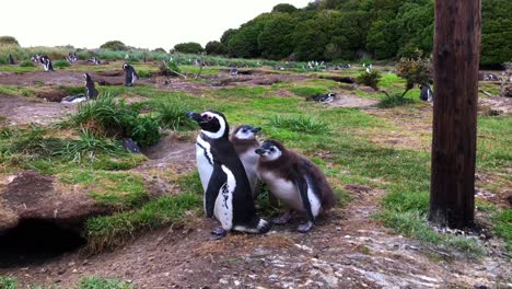 par de pingüinos en una isla durante el verano
