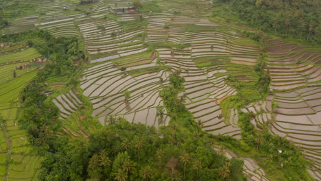 Vista-Aérea-De-Campos-De-Arroz-Llenos-De-Agua-En-Una-Selva-Tropical-De-Bali.-Incline-Hacia-La-Vista-Aérea-De-Los-Arrozales-En-Terrazas-Con-Pequeñas-Granjas