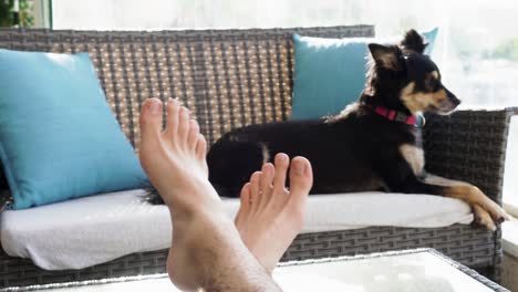 chilling person's legs on a table with a dog in the background