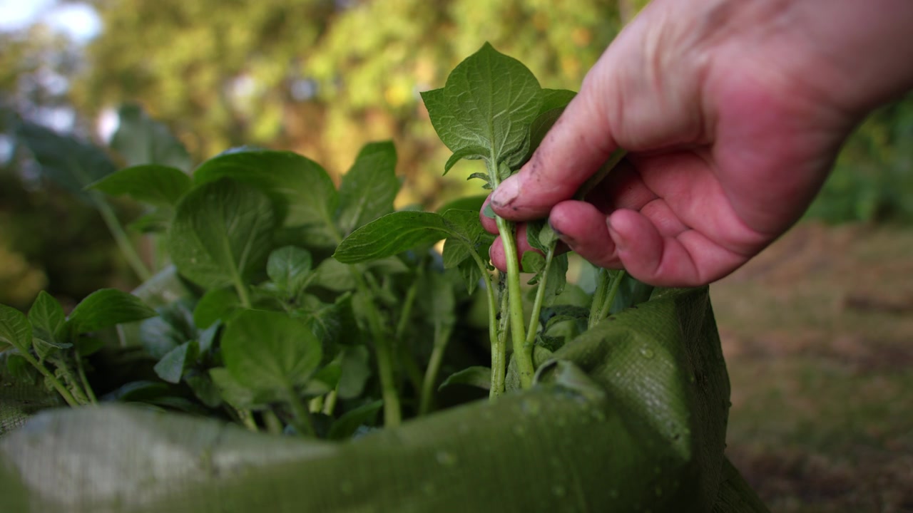 Gardener inspecting young potato seed plant growing in soil bag close up 4k slow motion shot selective focus