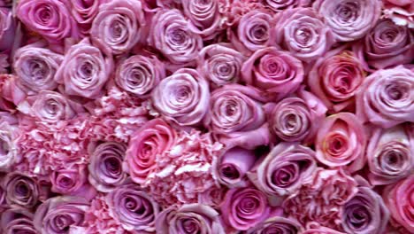 natural roses background closeup