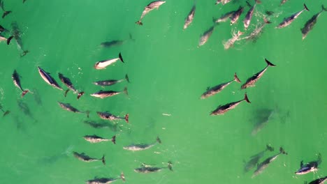 Toma-Aérea-De-Drones-De-Una-Enorme-Manada-De-Delfines-Nadando-En-Shelly-Beach-Océano-Pacífico-Turismo-De-La-Costa-Central-Nsw-Australia-4k