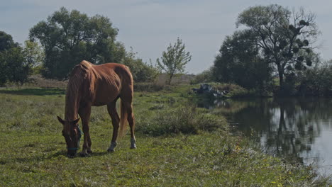 un hermoso caballo está comiendo hierba.