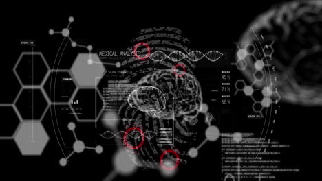 animación del procesamiento de datos, cerebros humanos y cadena de adn girando sobre huellas dactilares biométricas