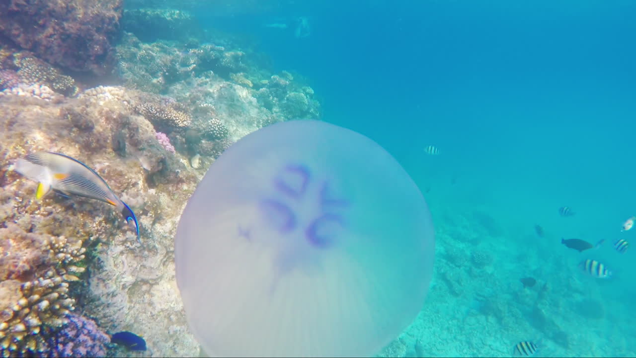 медуза плавает на фоне кораллового рифа