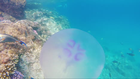 Qualle-Schwimmt-Im-Hintergrund-Eines-Korallenriffs