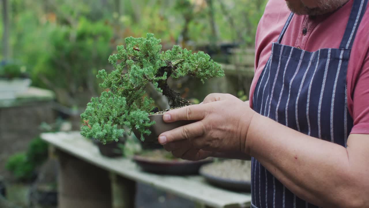 Fidanlıkta bonsai ağacı tutan Kafkas erkek bahçıvanın belden yukarısı.