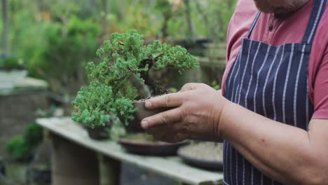 sección media de un jardinero caucásico que sostiene un árbol bonsai en el centro del jardín
