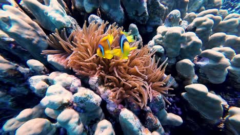 pez payaso rojo en la anémona de mar en los arrecifes de coral en dahab, egipto