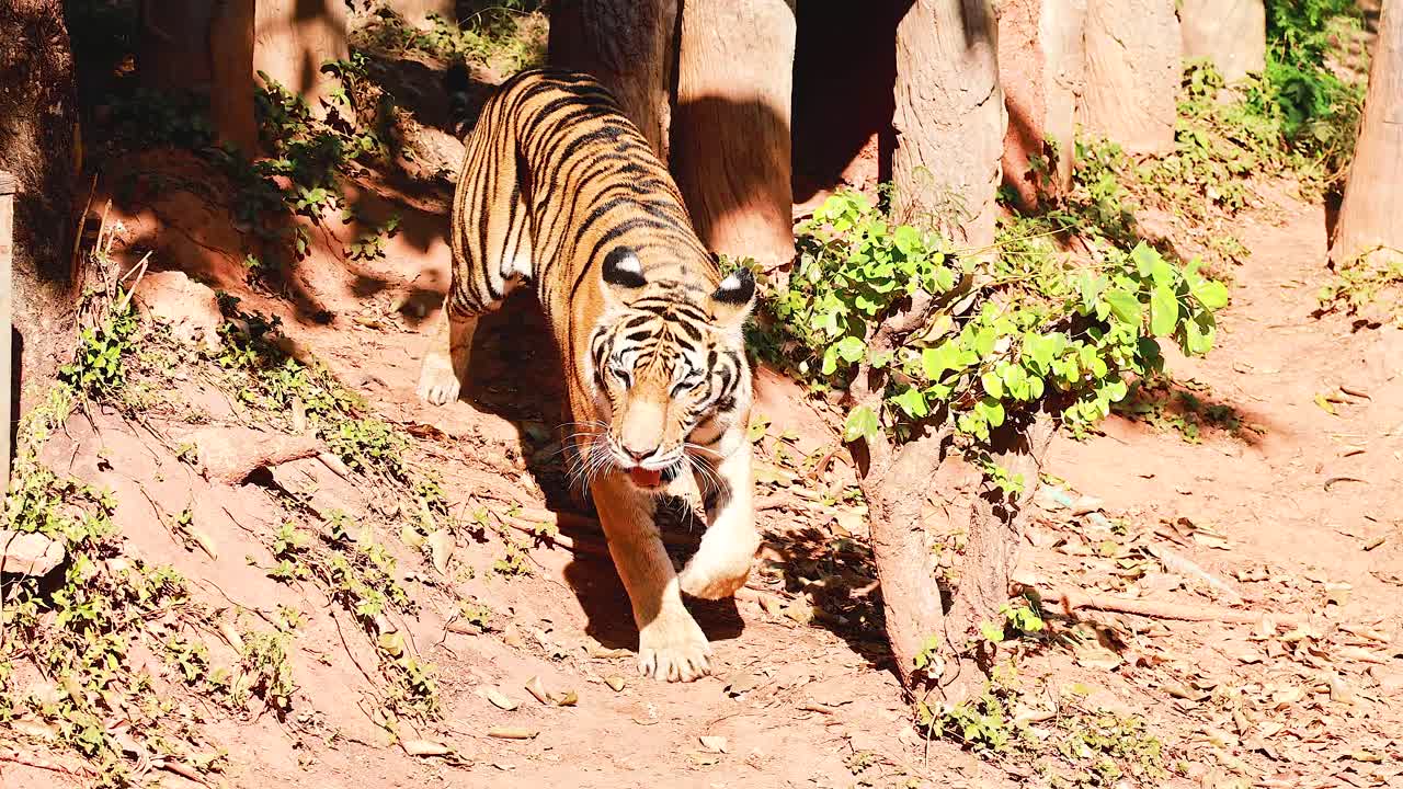 동물원 에 있는 호랑이