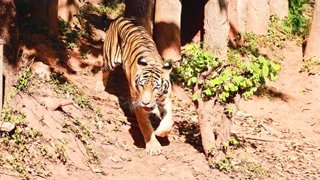 tigre en un recinto del zoológico