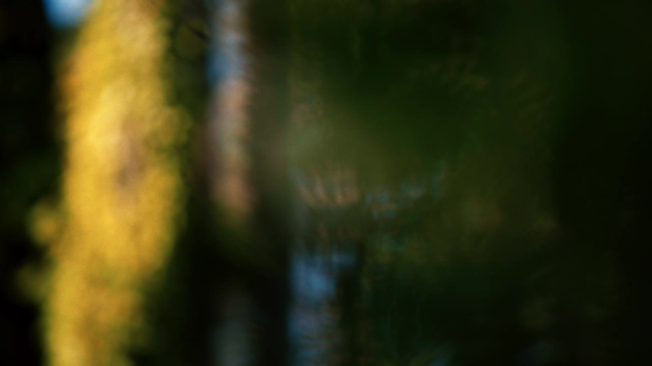 árboles naturales con un enfoque de rack a las bayas azules