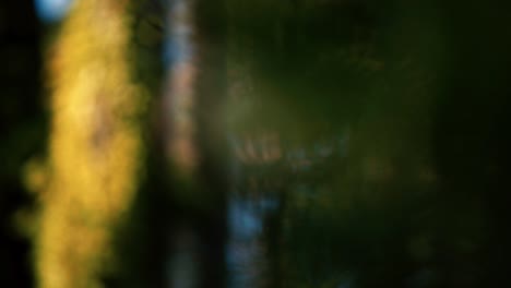 Nature-Trees-with-a-rack-focus-to-blue-berries