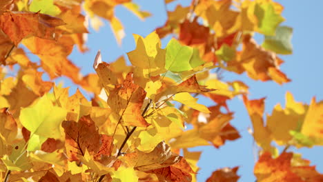 Buntes-Herbstlaub-In-Nahaufnahme-Vor-Blauem-Himmel