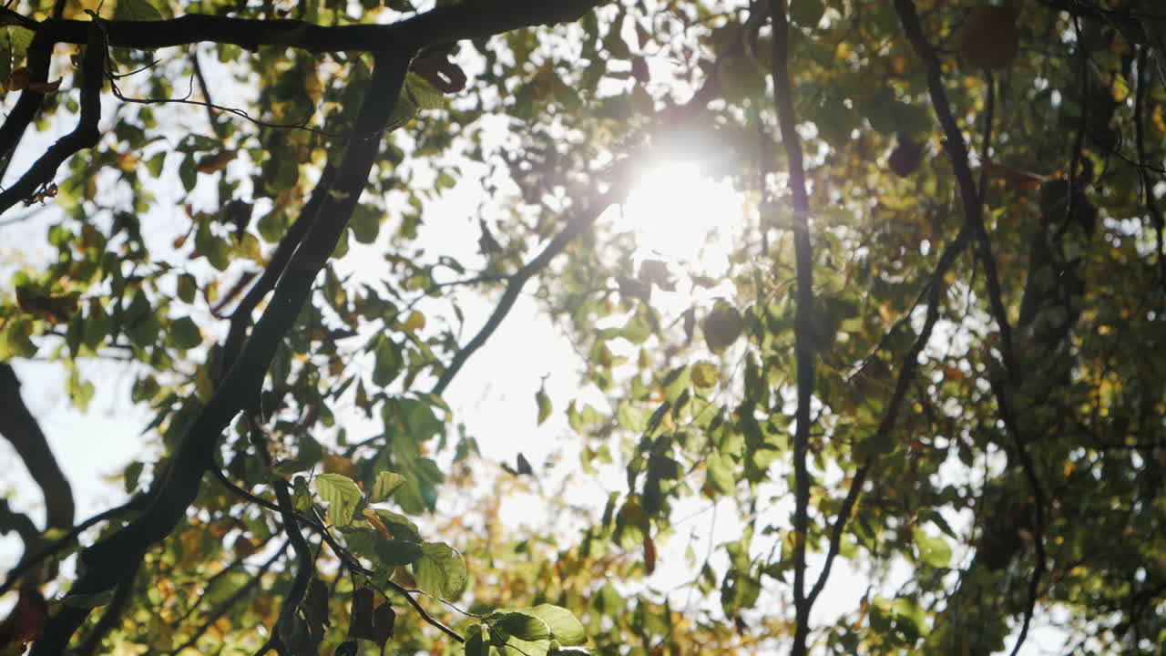 замедленная съемка падения осенних листьев