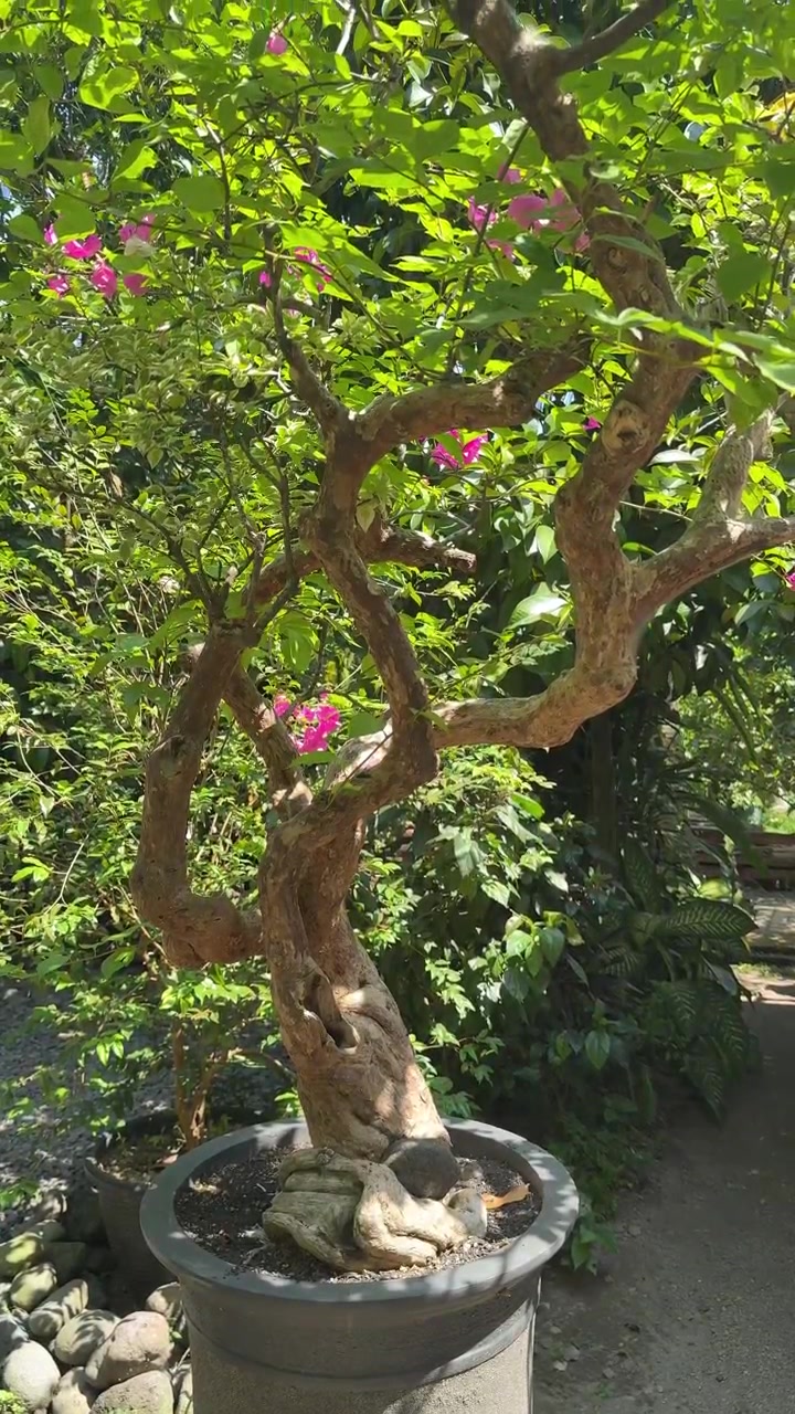 Güneşli Bir Bahçede Saksıda Begonvil Bonsai Ağacı