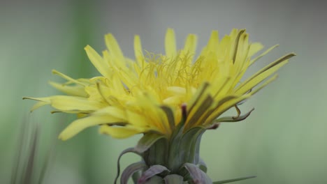 closeup static shot of a yellow flower, background blurry but green, bright sunny daylight