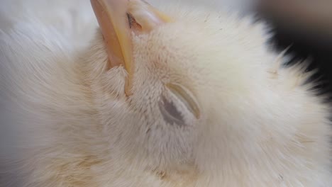 close-up of a fluffy baby chick sleeping peacefully