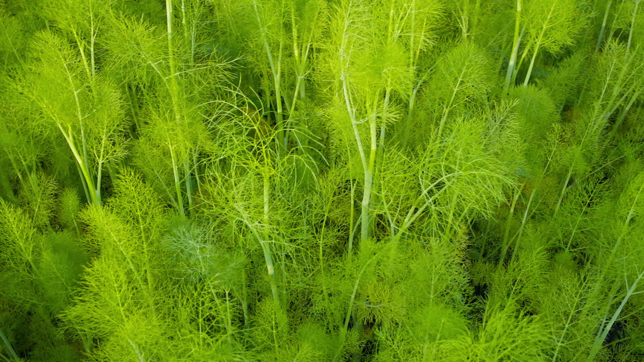 Primo piano di piante di finocchio verde brillante in un giardino