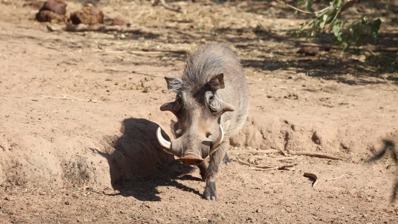 A male warthog walking towards a waterhole and drinks, Tuli Botswana.