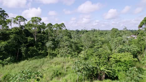 Aerial:-Thick-canopy-green-jungle-trees-in-rainforest,-drone-ascending-over-tree-tops