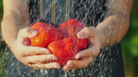 water jets flow on lettuce leaves held by a farmer pure organic products concept